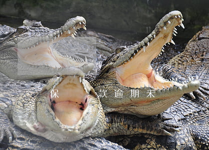 保單貸款逾期未還