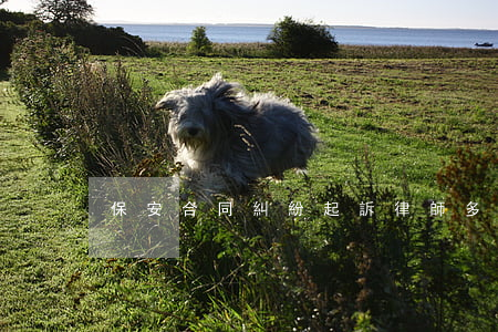 保安合同糾紛起訴律師多少錢