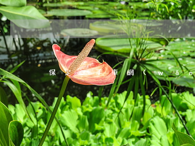 保定二手車網(wǎng)(保定 二手車)