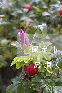 保定市直隸新城逾期交房 保定直隸新城最新房價(jià)