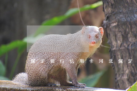 保定银行信用卡（河北保定逾期信用卡信用）