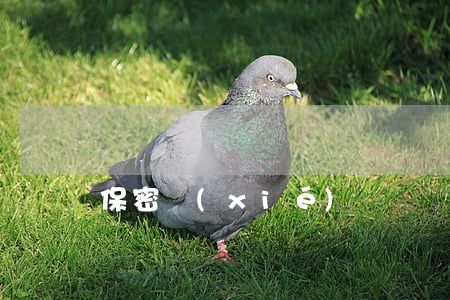 保密協(xié)議