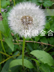 保證金合同(保證金合同需要繳納印花稅嗎)