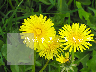 保证书怎么写 (保证书怎么写给老师)
