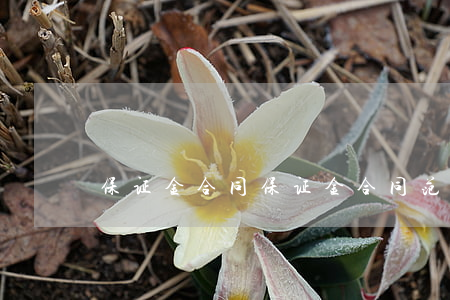 保证金合同，保证金合同范本