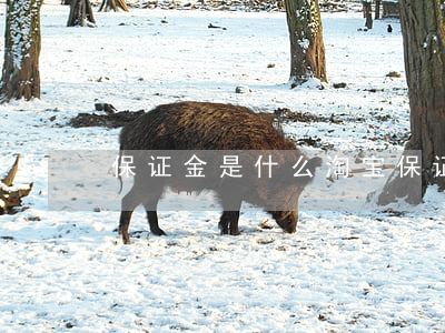 保证金是什么(淘宝保证金是什么)