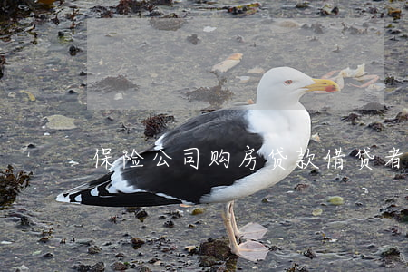 保险公司购房贷款借贷者人身保险条款