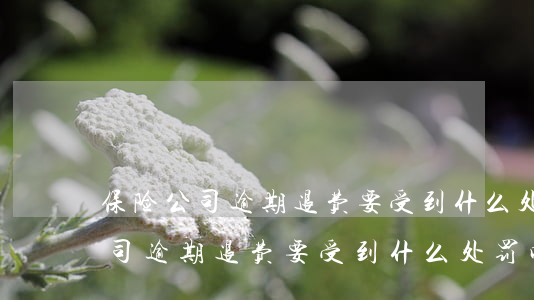 保险公司逾期退费要受到什么处罚-保险公司逾期退费要受到什么处罚呢