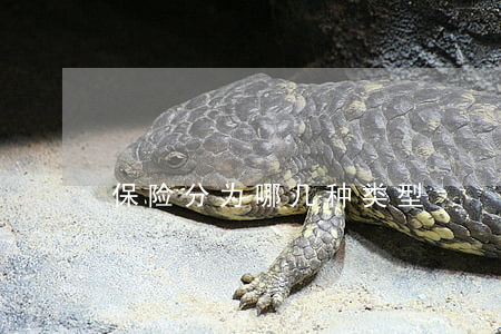 保险分为哪几种类型