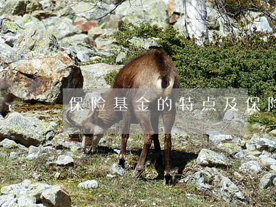保险基金的特点及保险基金的来源