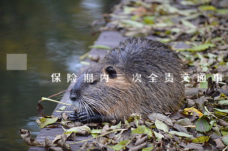 保险期内三次全责交通事故