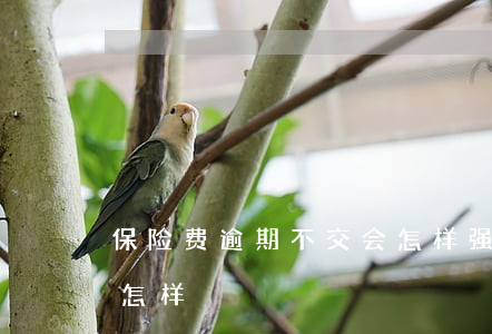 保险费逾期不交会怎样(强制保险逾期不交会怎样)