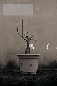 保險(xiǎn)公司怎么賠償后期