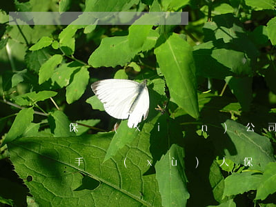 保險(xiǎn)公司陪付需要雙方的什么手續(xù)(人保車險(xiǎn)陪付流程)