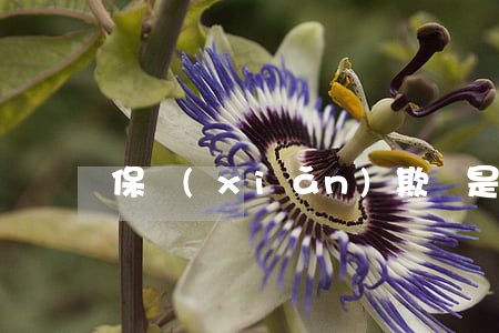 保險(xiǎn)欺詐是什么意思