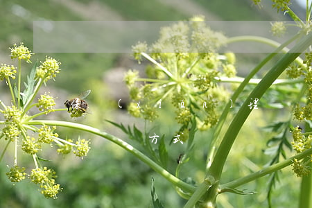 保險(xiǎn)理賠計(jì)算公式（限額賠償方式）