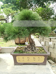 保險合同什么時候生效