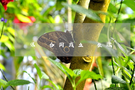 保險合同成立與生效