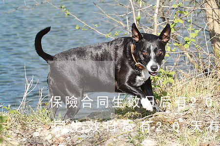 保險合同生效日后有20天有逾期-保險合同生效日后有20天有逾期怎么辦