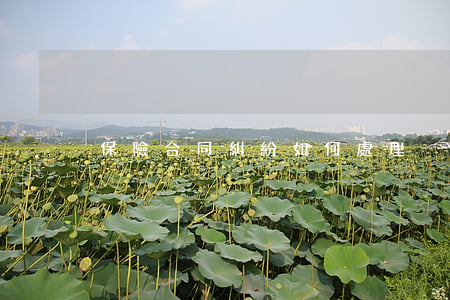 保險合同糾紛如何處理