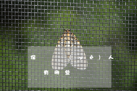保險從業(yè)人員參與傳銷以及非法集資有哪些處罰