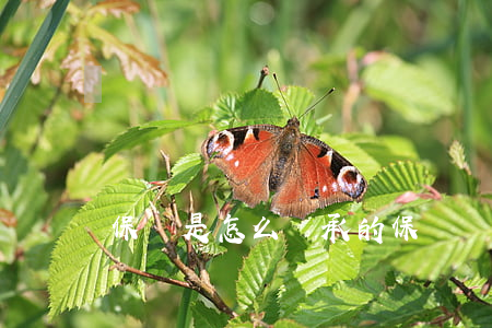 保險是怎么繼承的(保險繼承人)