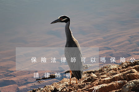 保險法律師可以嗎(保險公司有律師,我還需要請律師嗎)