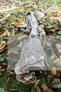 保險法律法規(guī)(保險法律法規(guī)試題及答案)