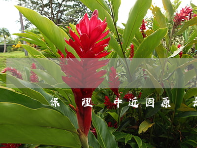 保險理賠中近因原則是什么