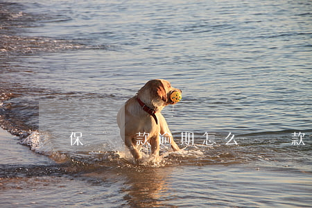 保險貸款逾期怎么辦(貸款逾期可以買保險嗎)