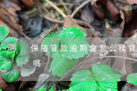 保險貸款逾期會怎么樣(貸款逾期影響買保險嗎)