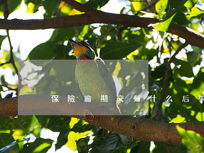 保險逾期交有什么后果