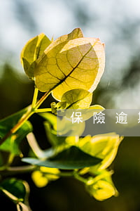 保險逾期多久交 保險逾期多久交