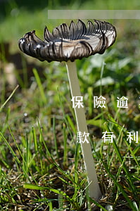 保險逾期未繳款有利息嗎多少（保險逾期未繳款有利息嗎）