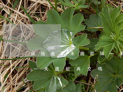 保險逾期未繳款隔一天交上行嗎-保險逾期一天還能再交嗎