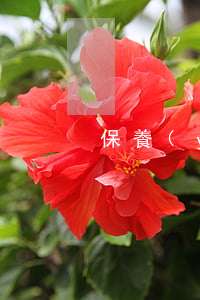 保養(yǎng)維修服務(wù)合同