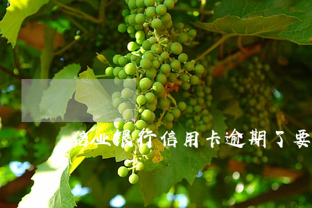 信业银行信用卡逾期了要来家里
