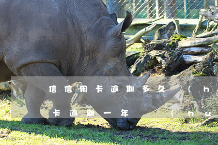 信信用卡逾期多久會(huì)上征信（信用卡逾期一年錢會(huì)上征信嗎）