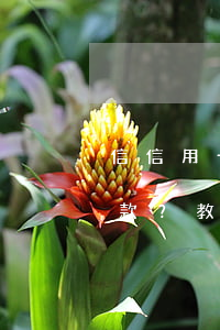 信信用卡逾期還不上怎么辦，信用卡逾期未還款？教你應(yīng)對方法！