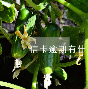 信卡逾期有什么后果 如信用卡逾期了怎么辦