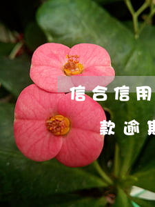 信合信用貸款逾期擔(dān)保人(信用社貸款逾期為什么一定要找擔(dān)保人簽字)