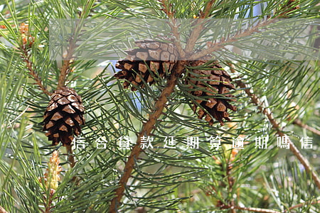 信合貸款延期算逾期嗎(信貸違約掉期)