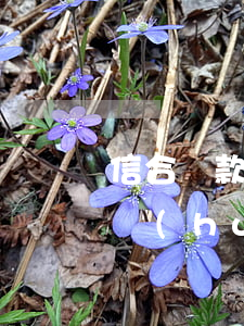 信合貸款逾期三天咋辦(信用社貸款逾期兩天會(huì)怎么樣)