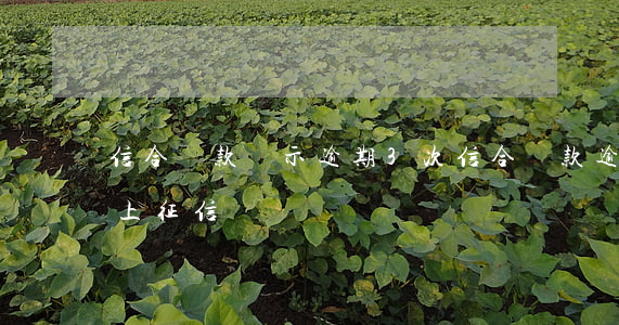 信合貸款顯示逾期3次(信合貸款逾期多少天上征信)