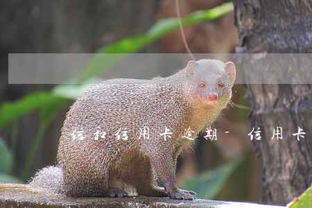 信和信用卡逾期-信用卡逾期怎么辦