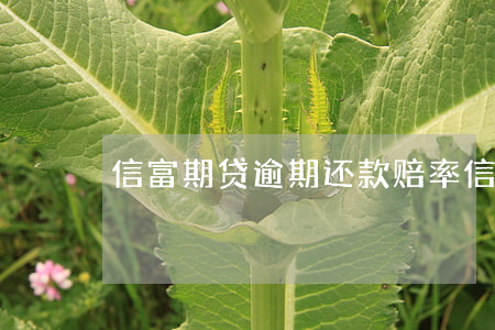 信富期贷逾期还款赔率(信富期贷退息)