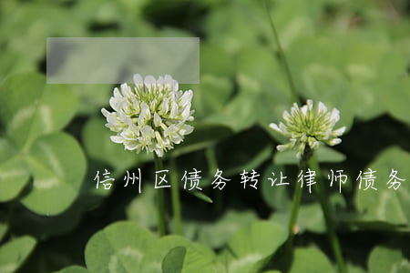 信州区债务转让律师(债务转让纠纷案例)