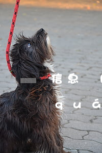 信息網(wǎng)絡(luò)傳播權(quán)保護條例2023最新修訂版【全文】