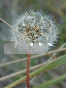 信托投資公司的種類包括哪些