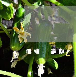 信捷貸逾期 信捷貸逾期